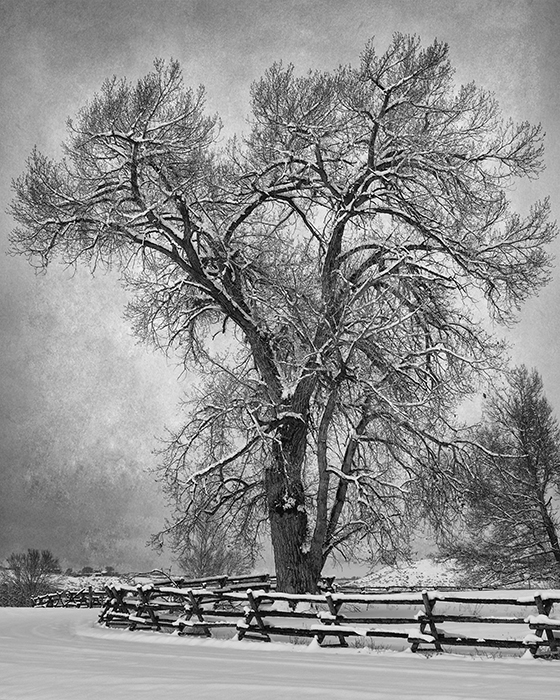 A Majestic Cottonwood